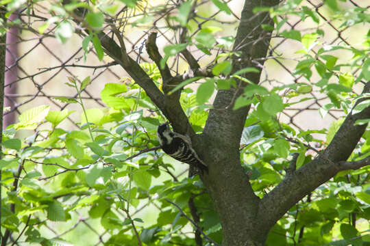 Image of Lesser Spotted Woodpecker