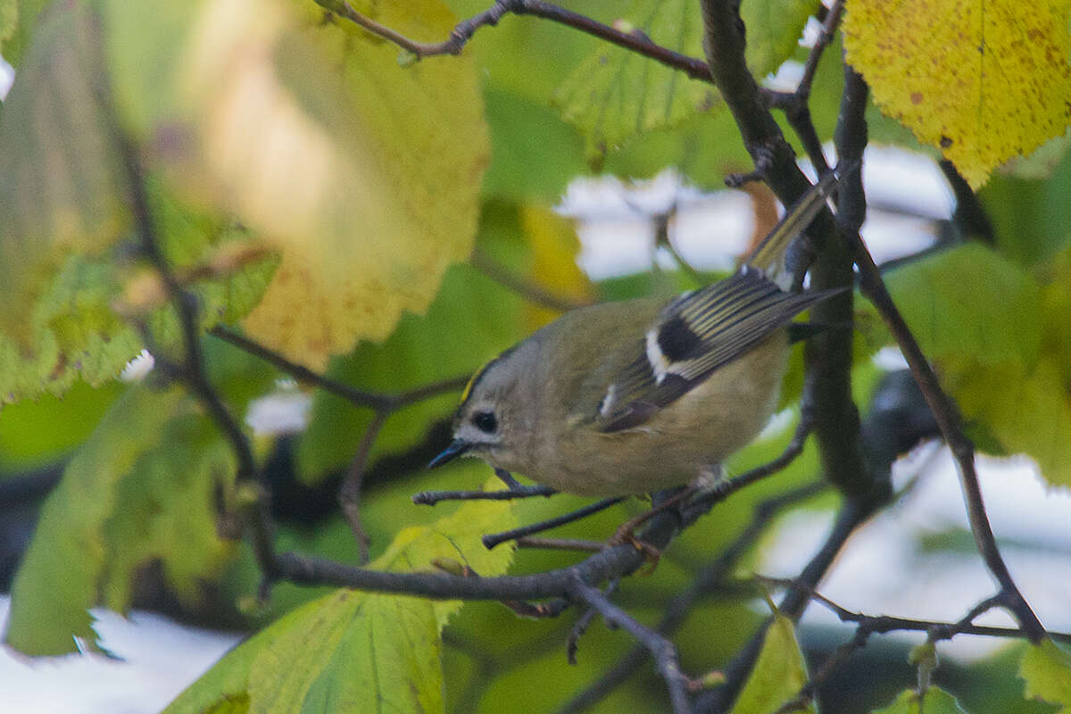 Image of Goldcrest