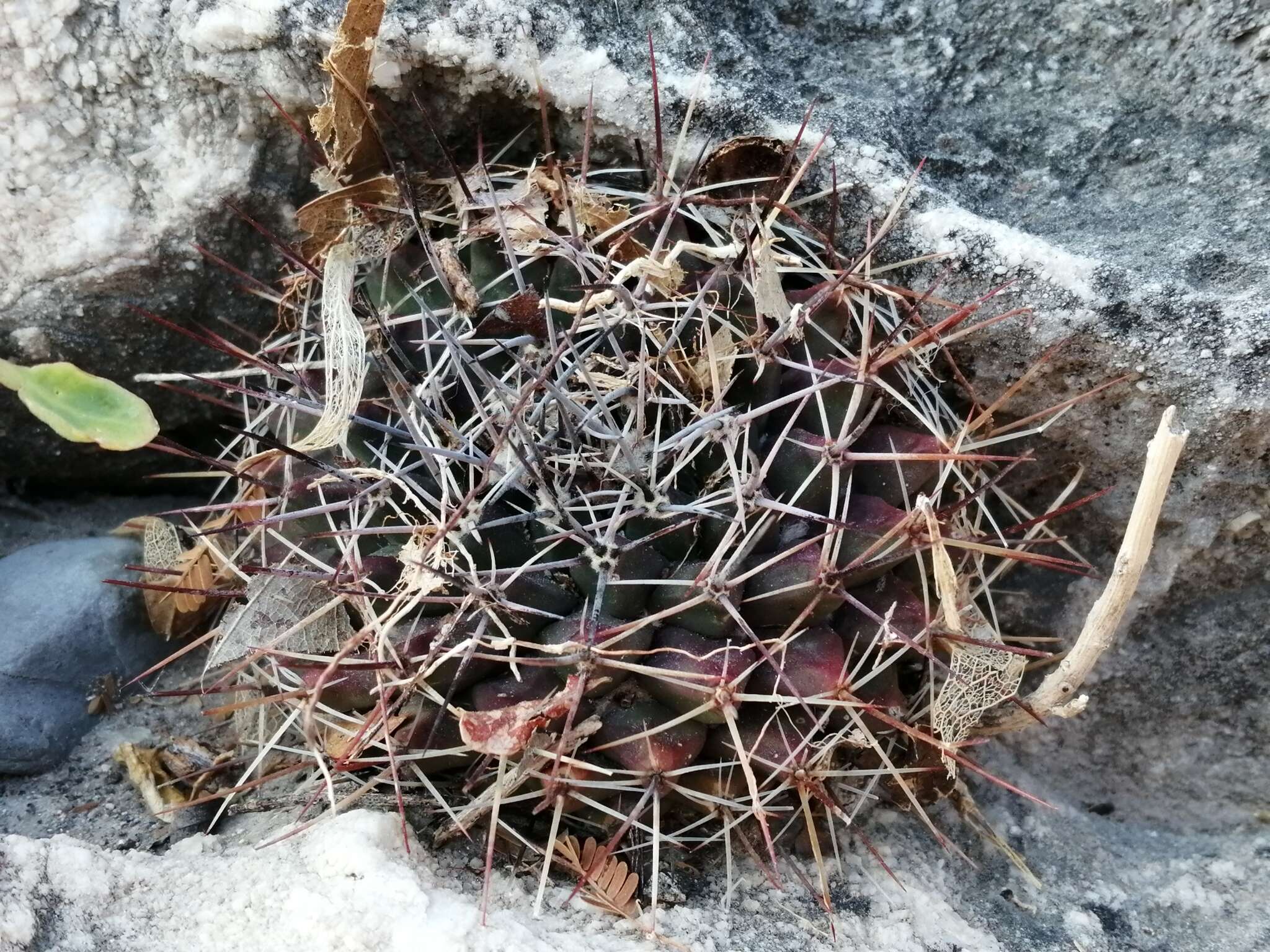 Image of Mammillaria melanocentra Poselg.