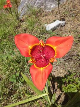 Image of Mexican Shellflower