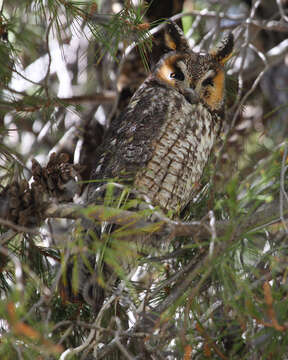 Image of Long-eared Owl