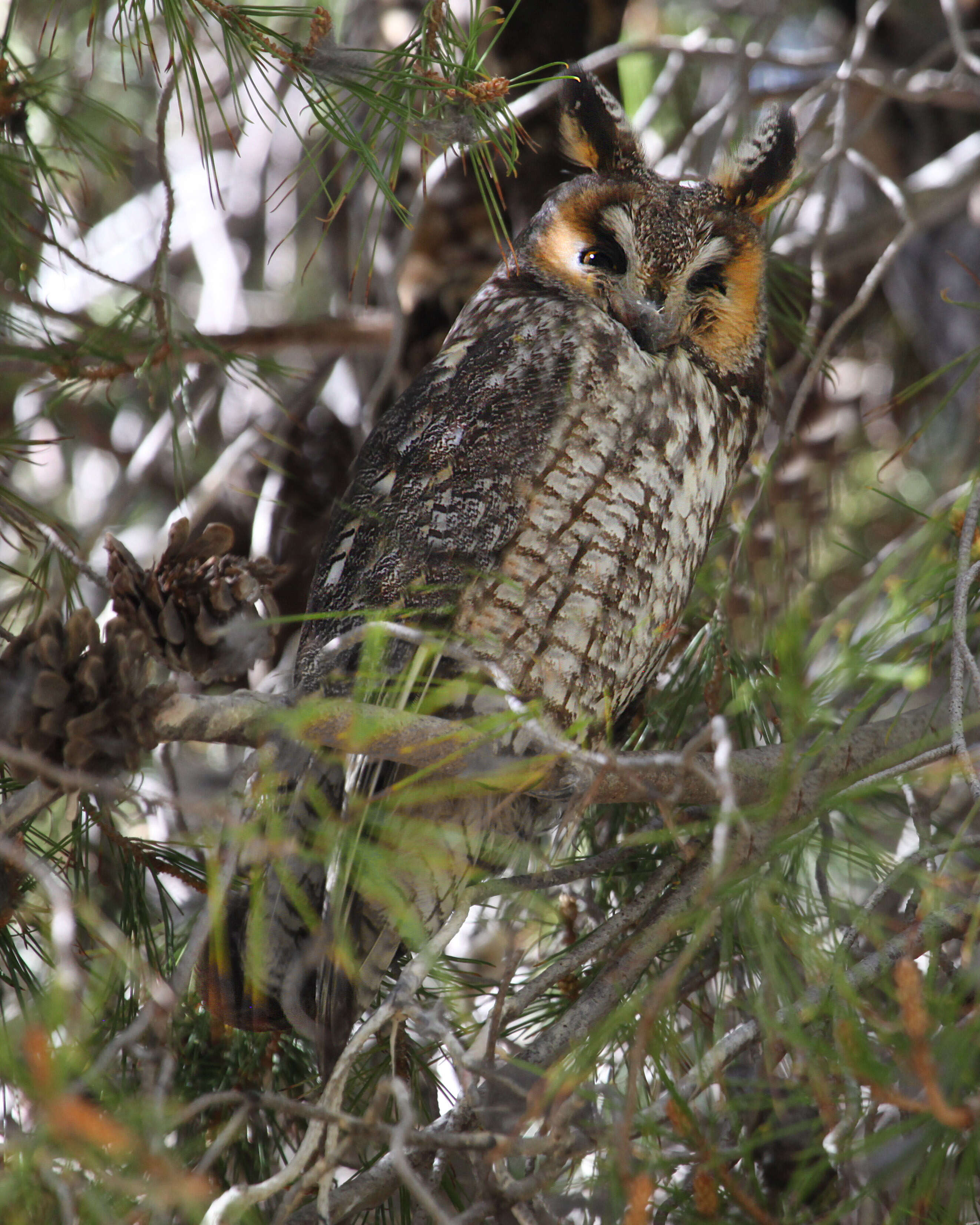 Image of Long-eared Owl