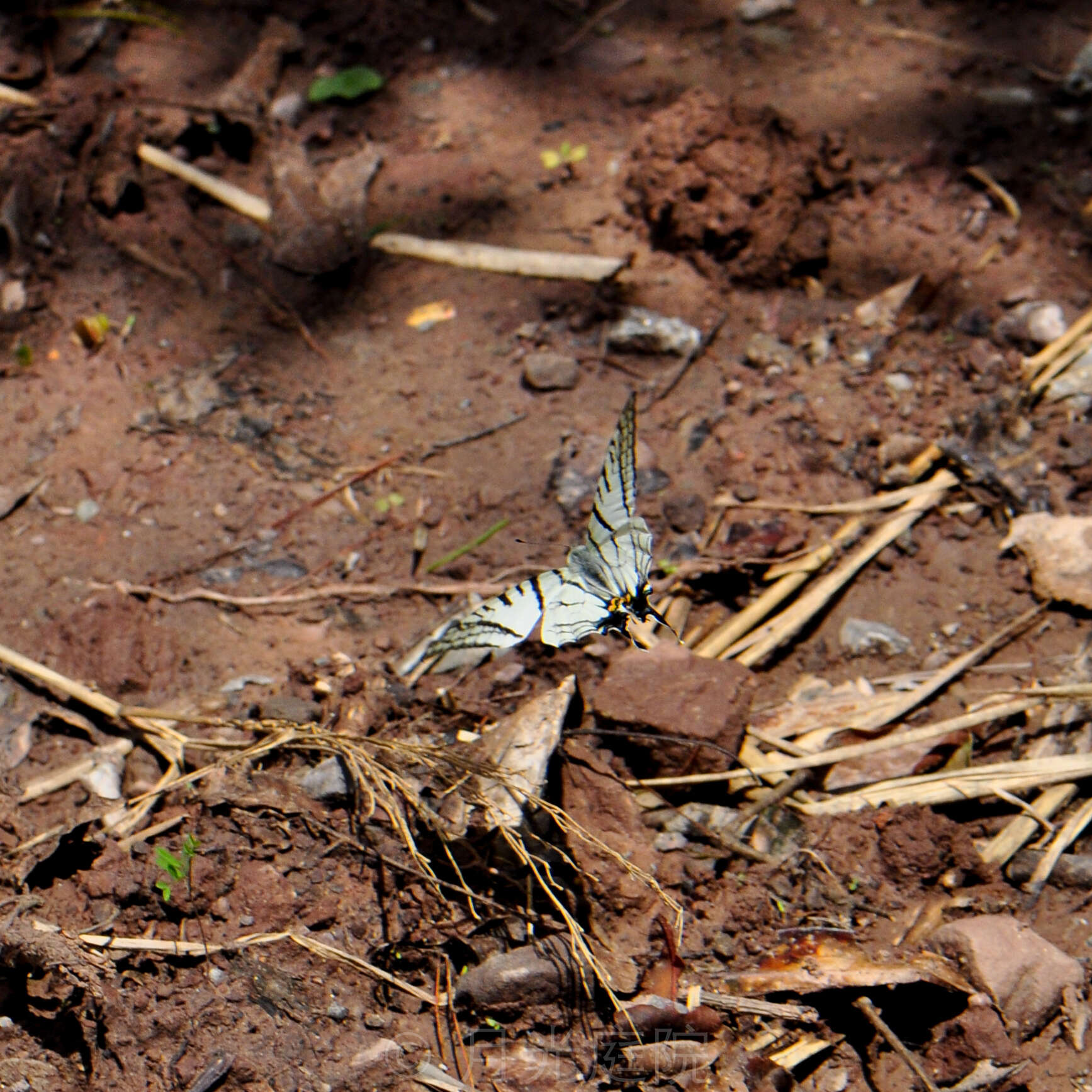 Image of Spectacle Swordtail