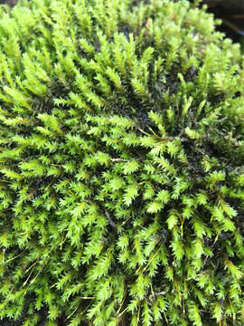 Image of racomitrium moss