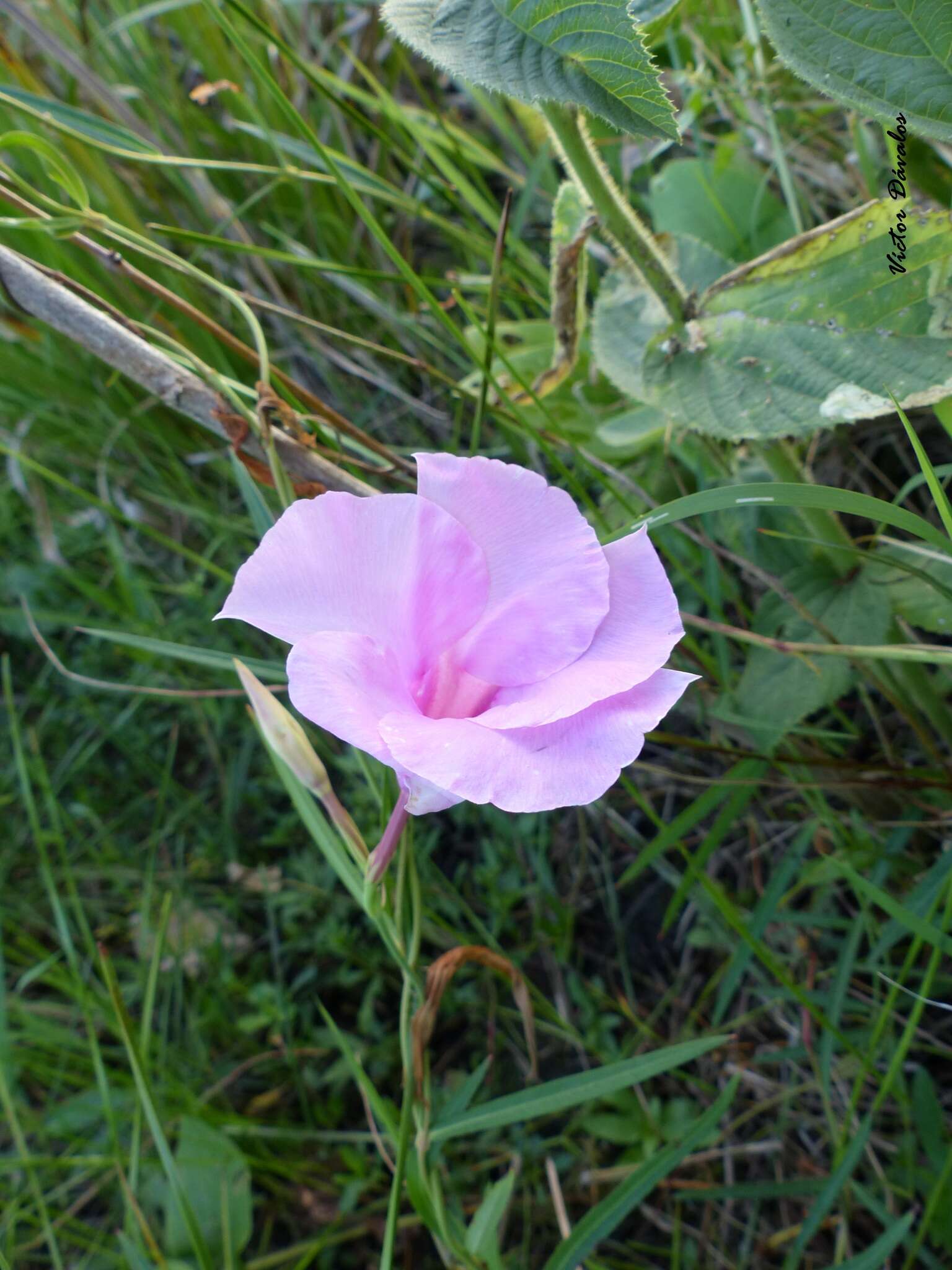 Image of Rhabdadenia ragonesei R. E. Woodson