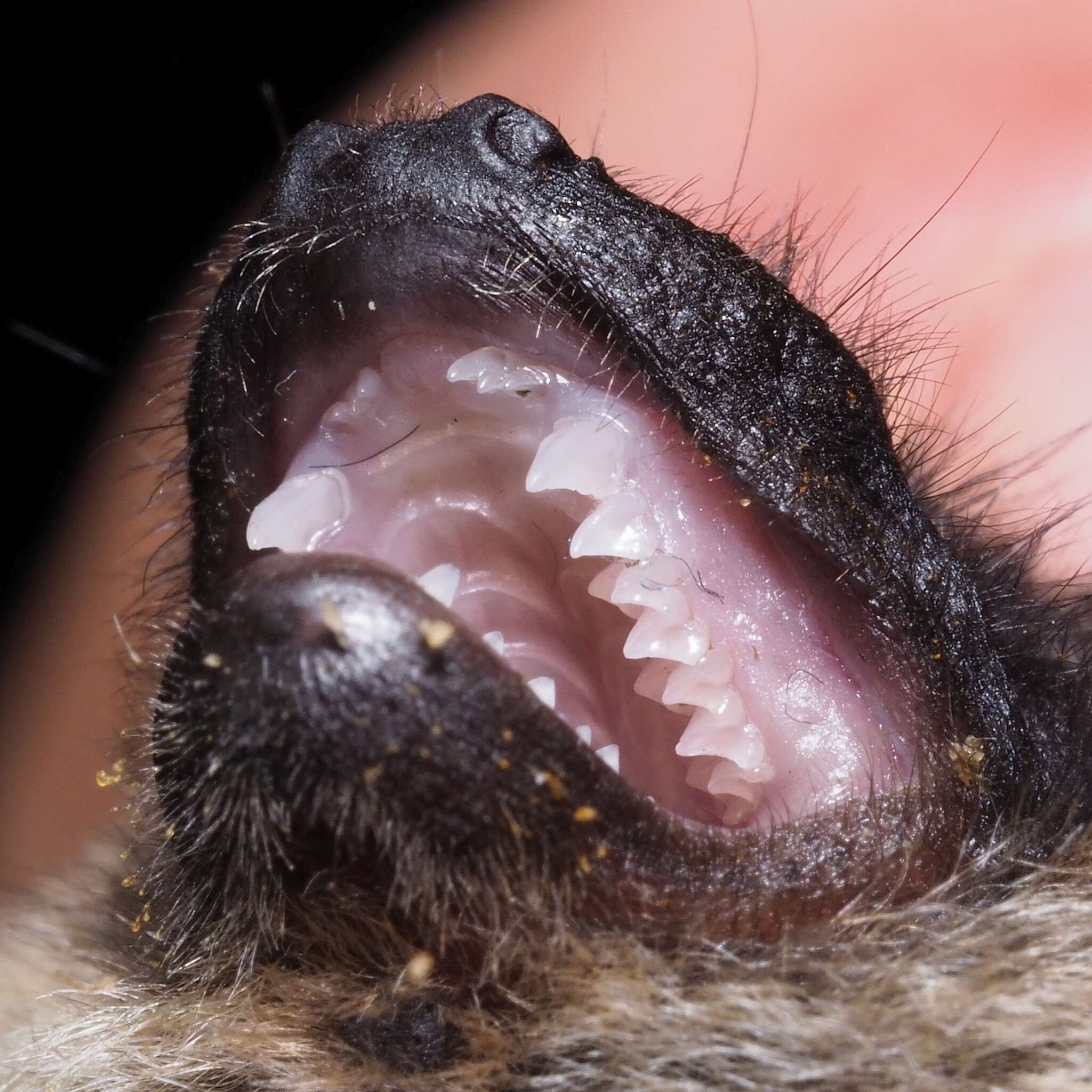 Image of Savi's Pipistrelle