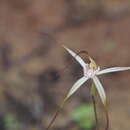 Caladenia bicalliata subsp. bicalliata的圖片