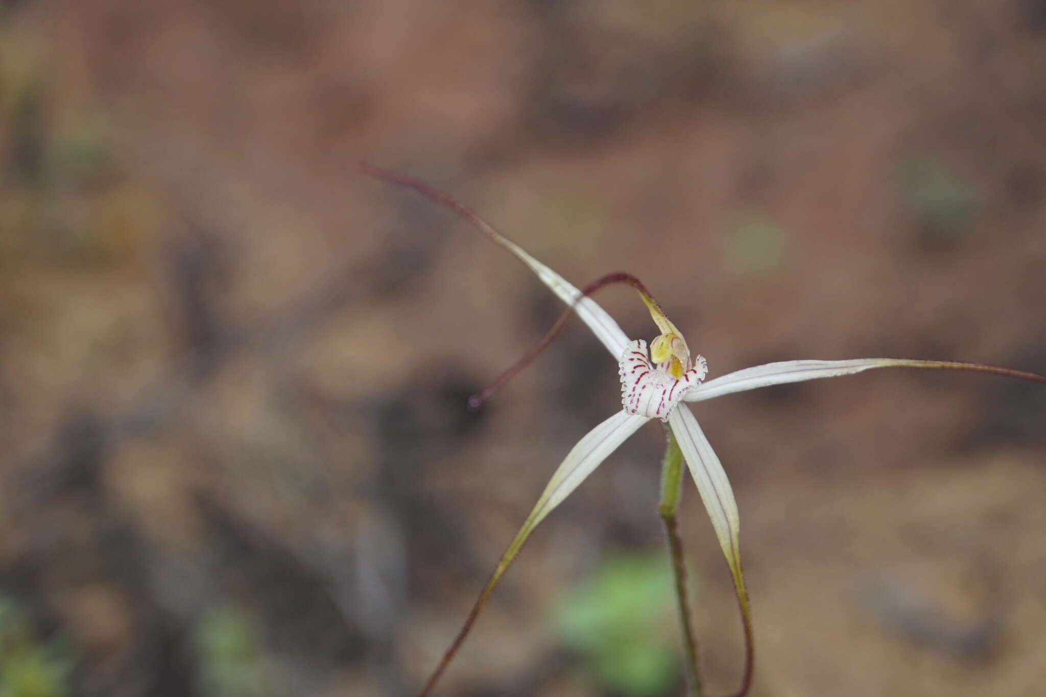 Image of Dwarf limestone spider orchid