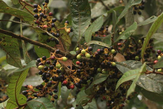 Image of Litsea floribunda (Bl.) Gamble