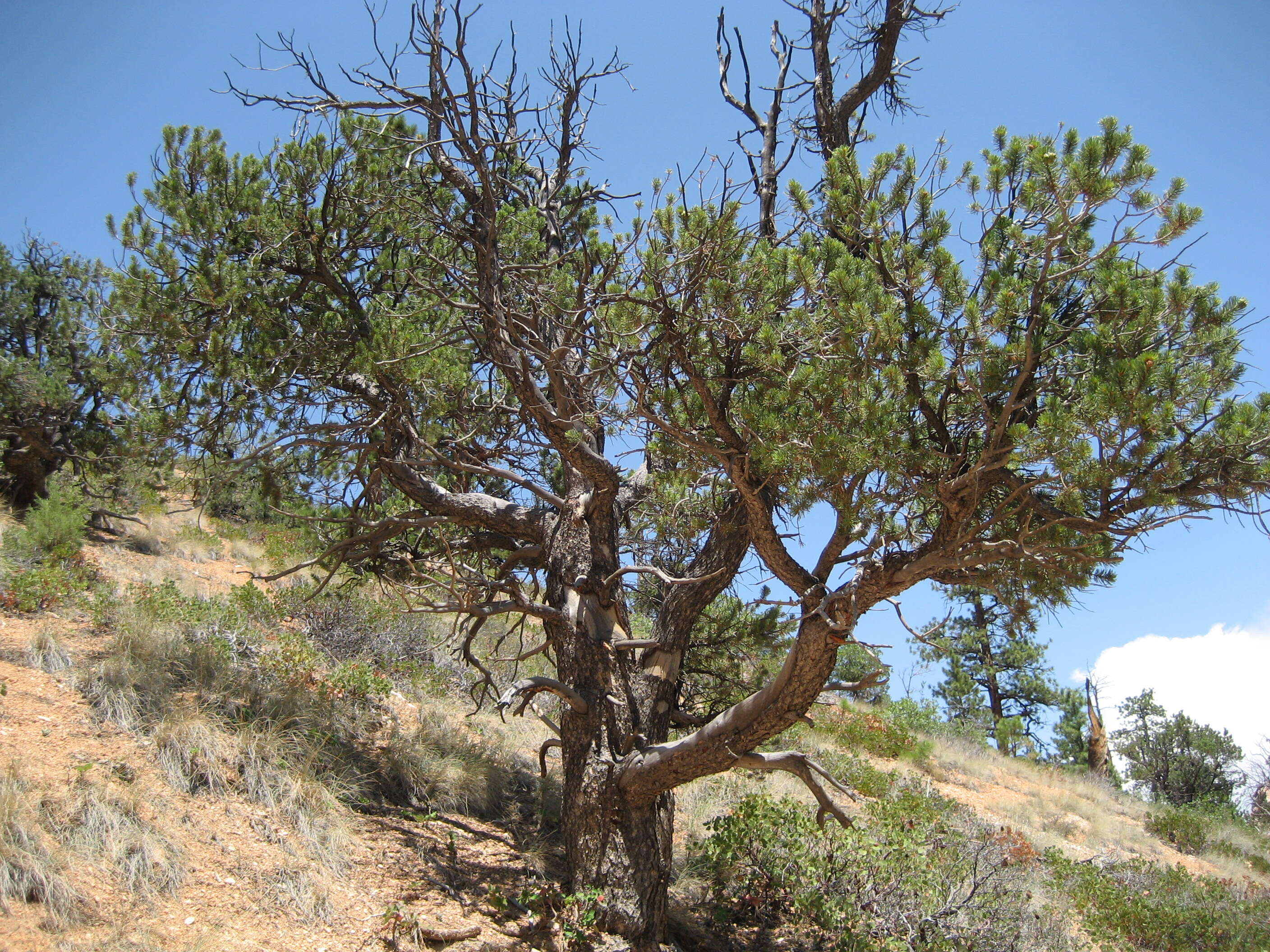 Image of Colorado Pinyon