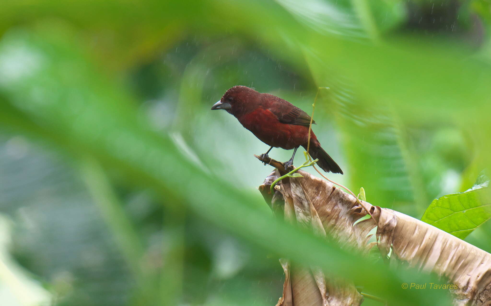 Image of Silver-beaked Tanager