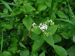 Image of white snakeroot