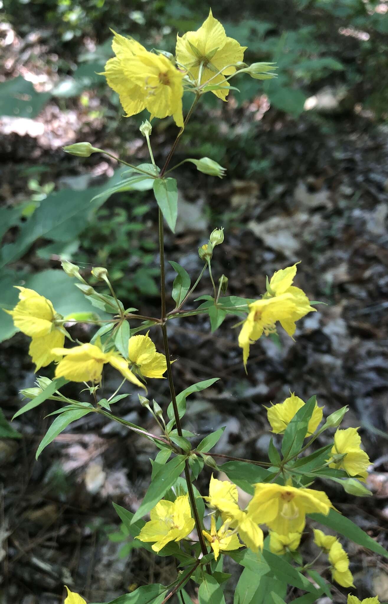 Image of southern yellow loosestrife