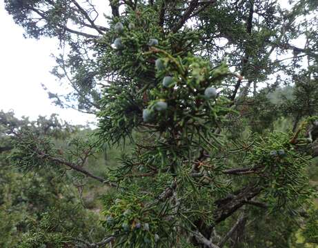 Image of Durango Juniper