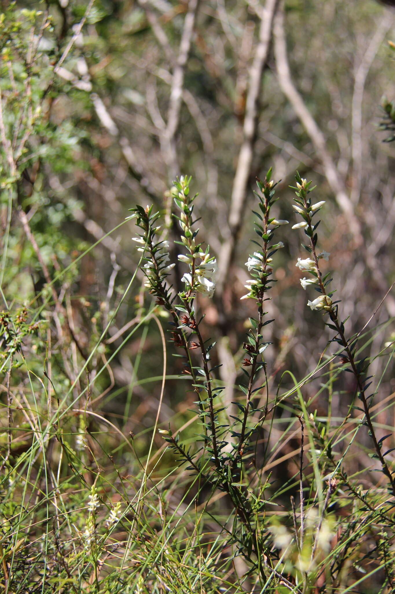 Image of Epacris obtusifolia Sm.