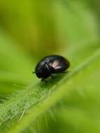 Image of Dung beetle