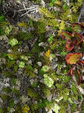 Anisotome imbricata (Hook. fil.) Cockayne的圖片