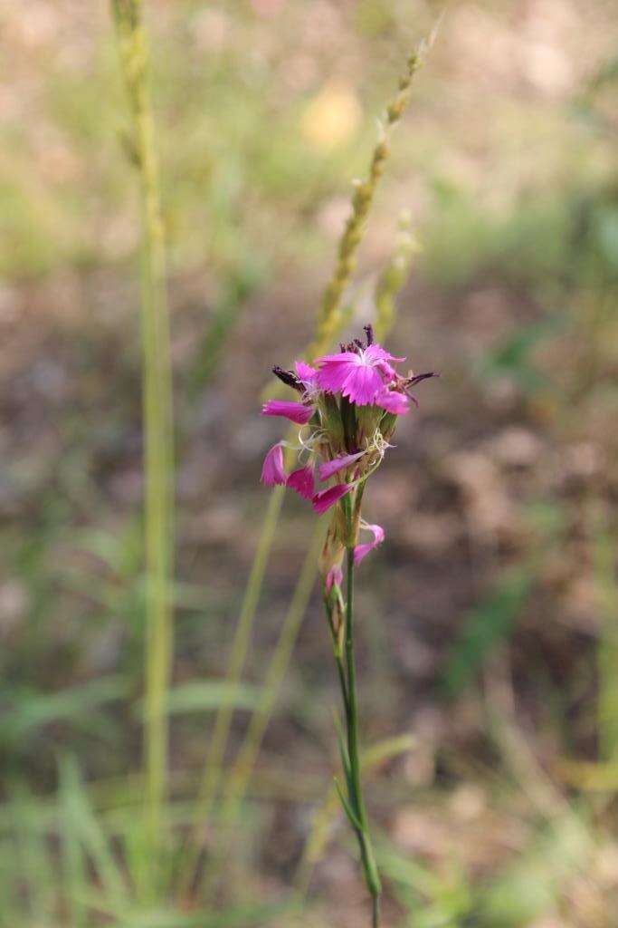 صورة Dianthus borbasii Vandas