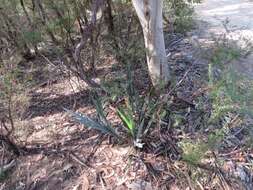 Image of Dianella prunina R. J. F. Hend.