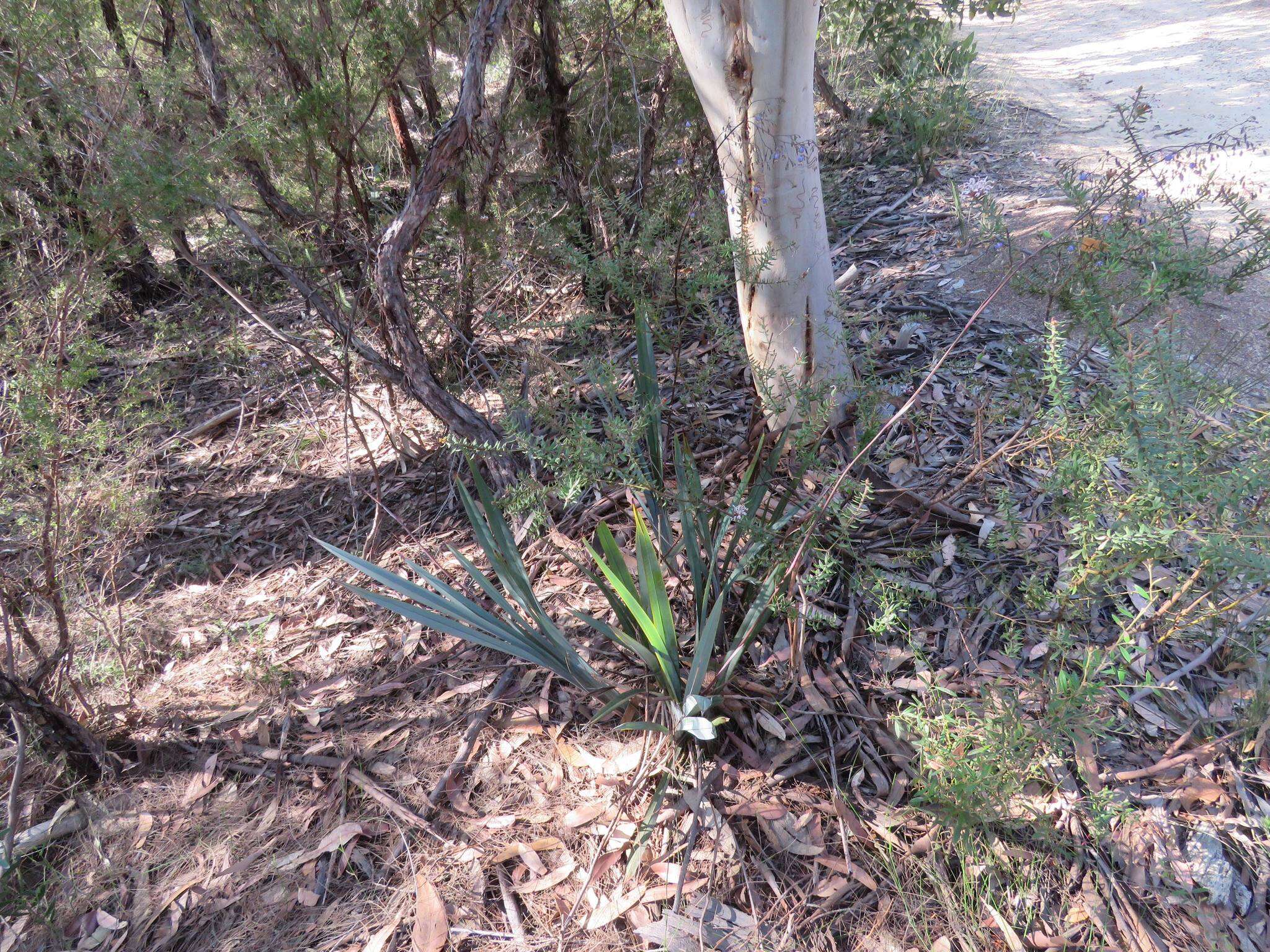 Image of Dianella prunina R. J. F. Hend.