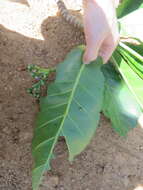 Image of Anthocleista madagascariensis Baker