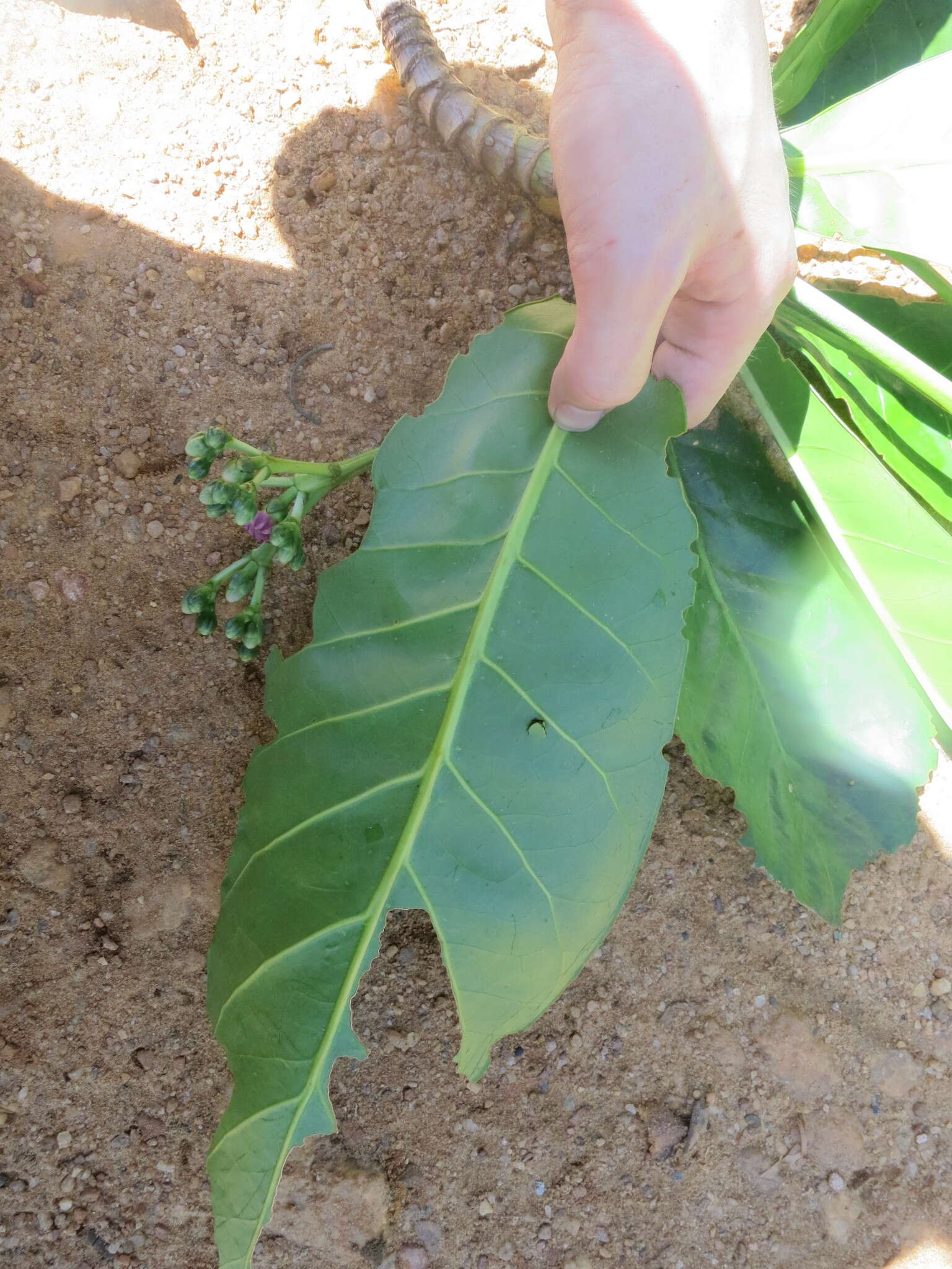 Image of Anthocleista madagascariensis Baker