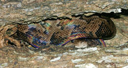 Image of Cuban Boa