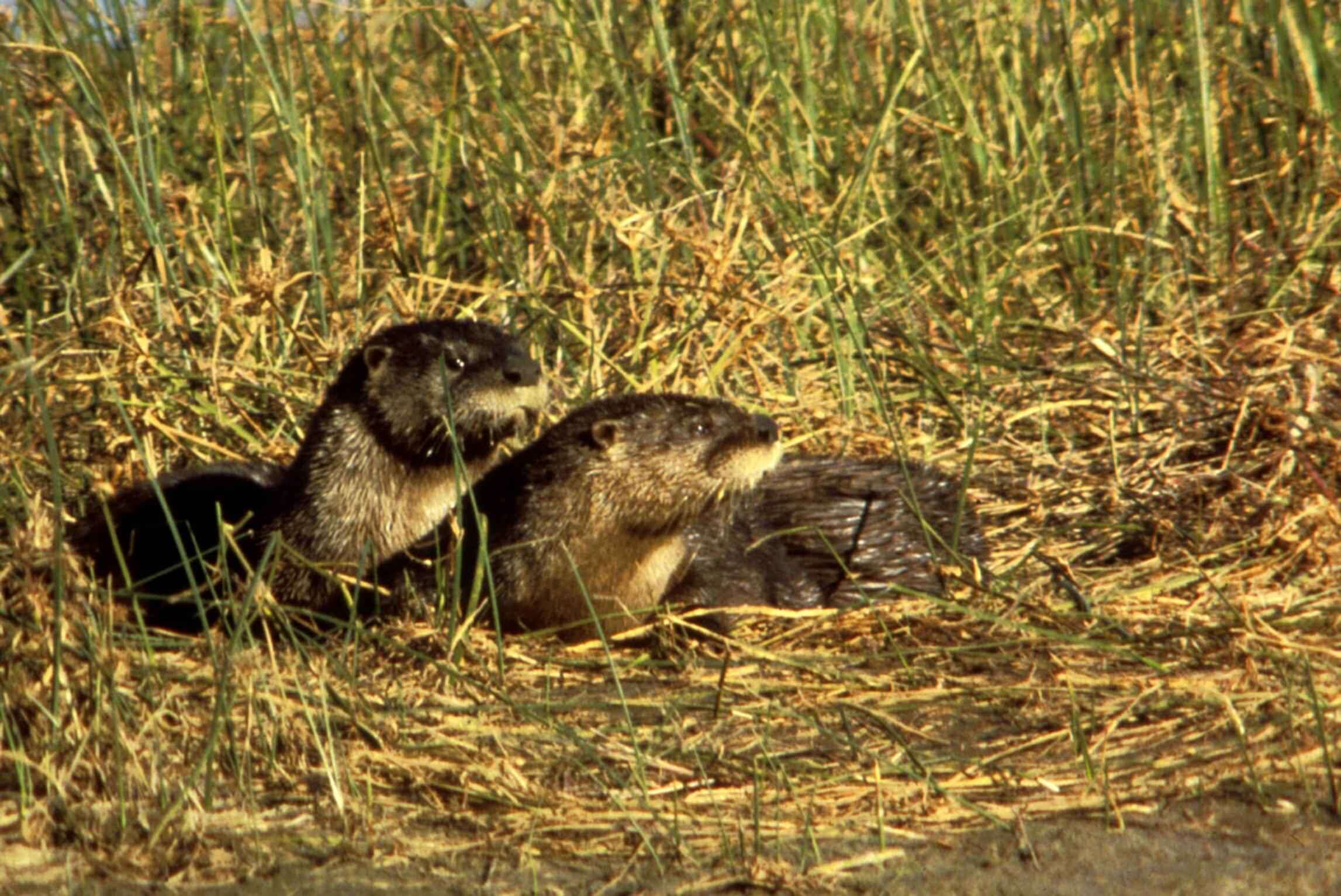 Image of Otter sp.