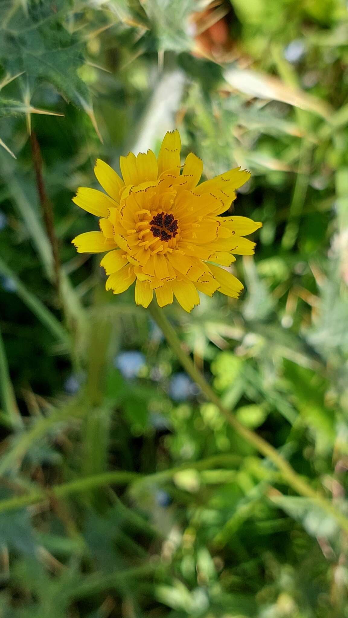 Image of Leontodon caucasicus (M. Bieb.) Fisch.