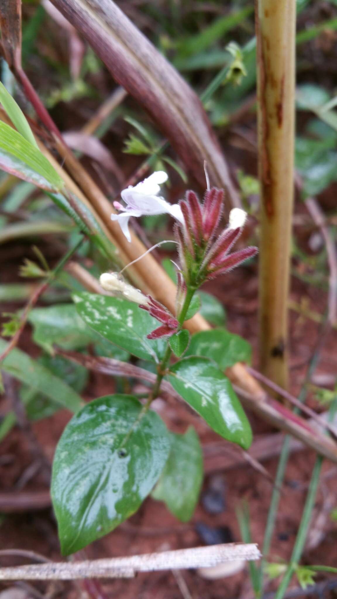 Image of Hypoestes elliotii S. Moore