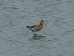 Imagem de Limosa limosa islandica Brehm & CL 1831