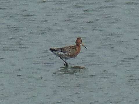 Image of Limosa limosa islandica Brehm & CL 1831