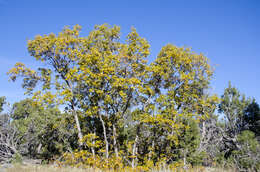 Image of Gambel Oak