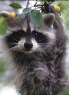 Image of raccoons