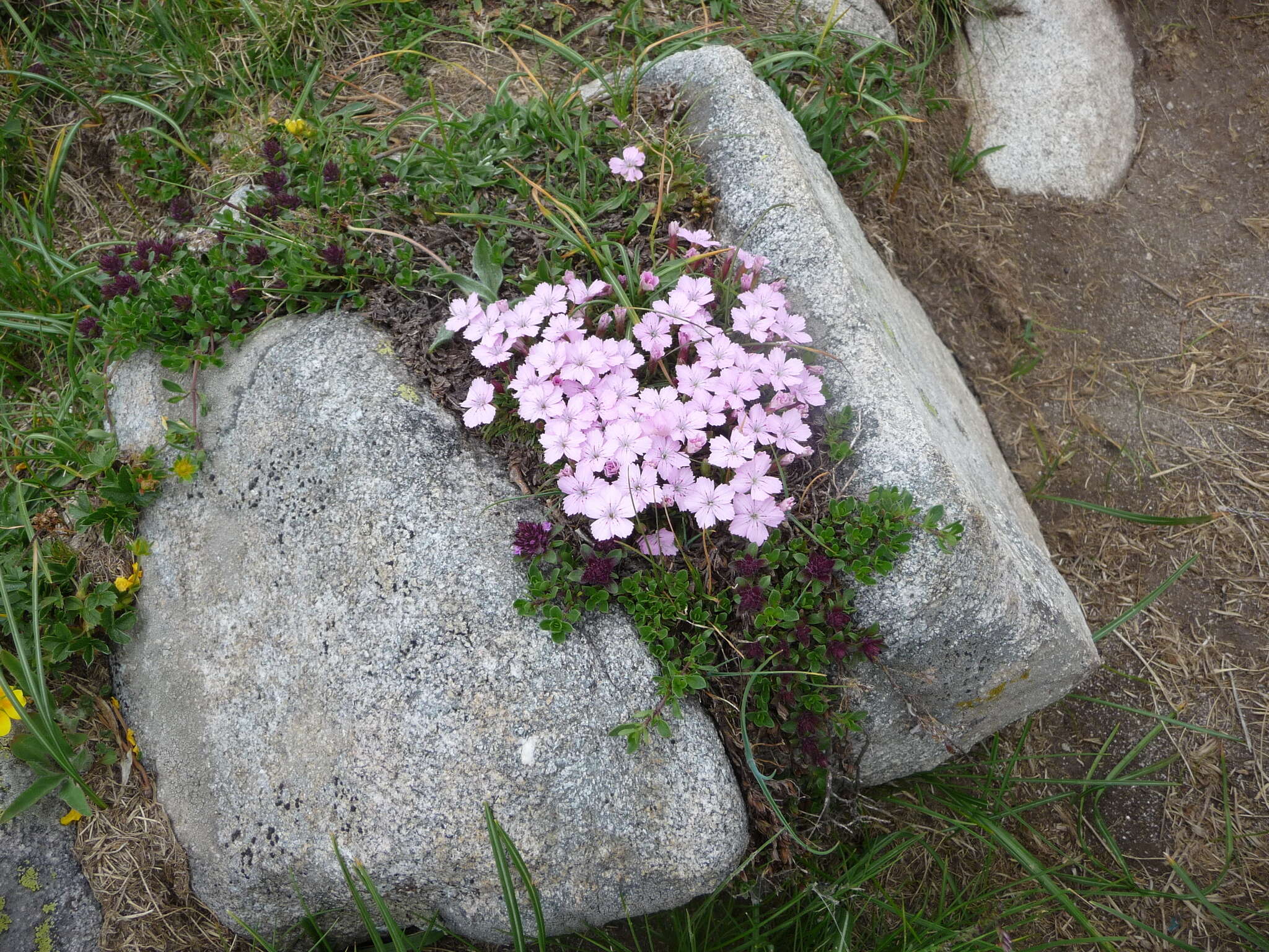 Image of Dianthus microlepis Boiss.