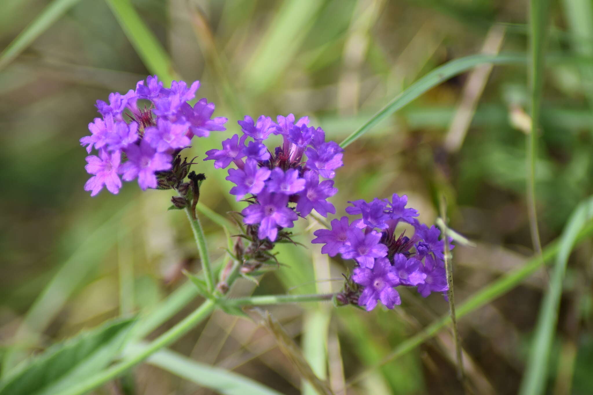 Image of tuberous vervain