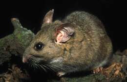 Image of Dusky-footed Woodrat