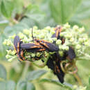 Sivun Lyconotus lateralis (Melsheimer 1846) kuva