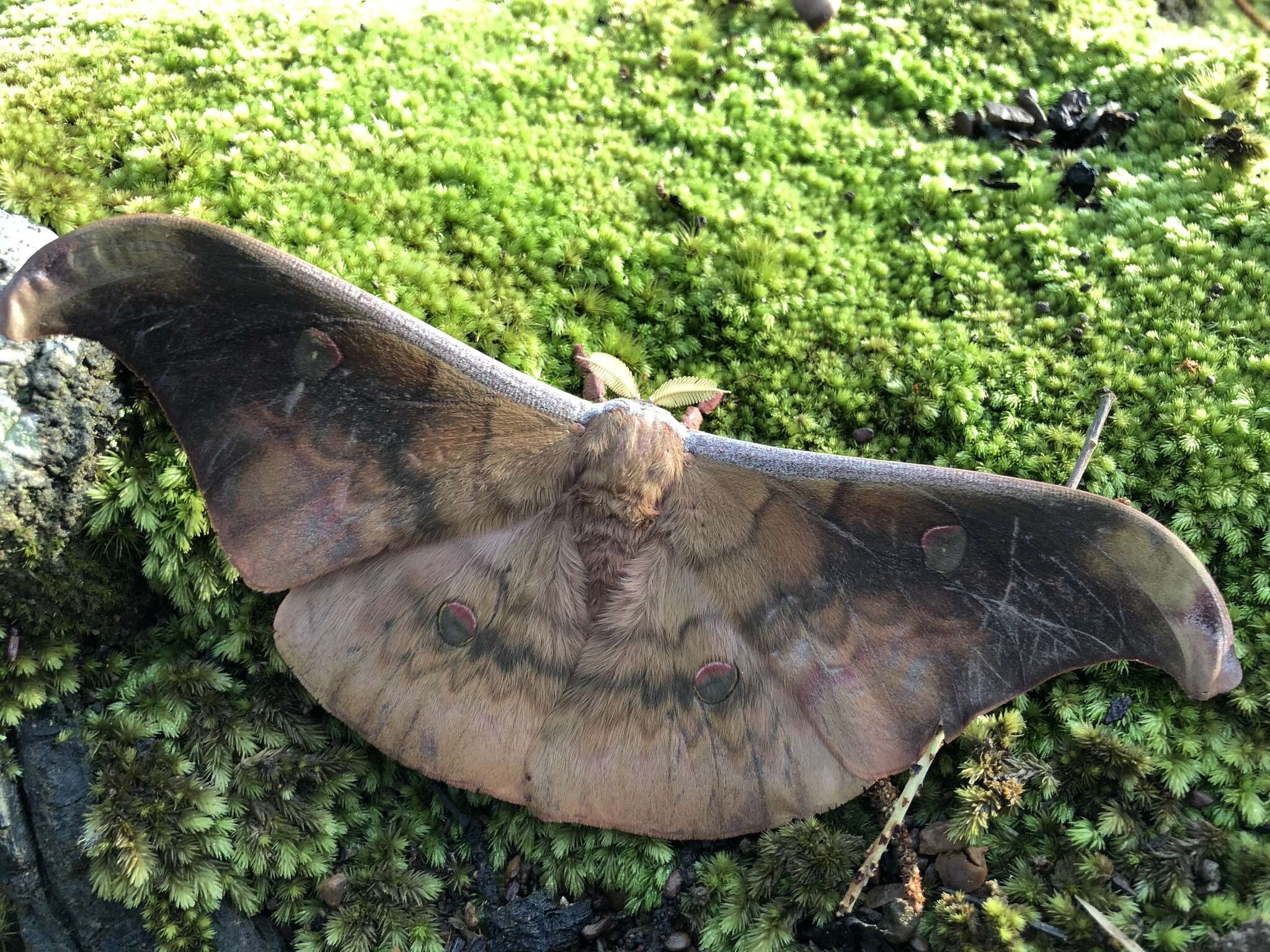 Image of Antheraea platessa Rothschild 1903