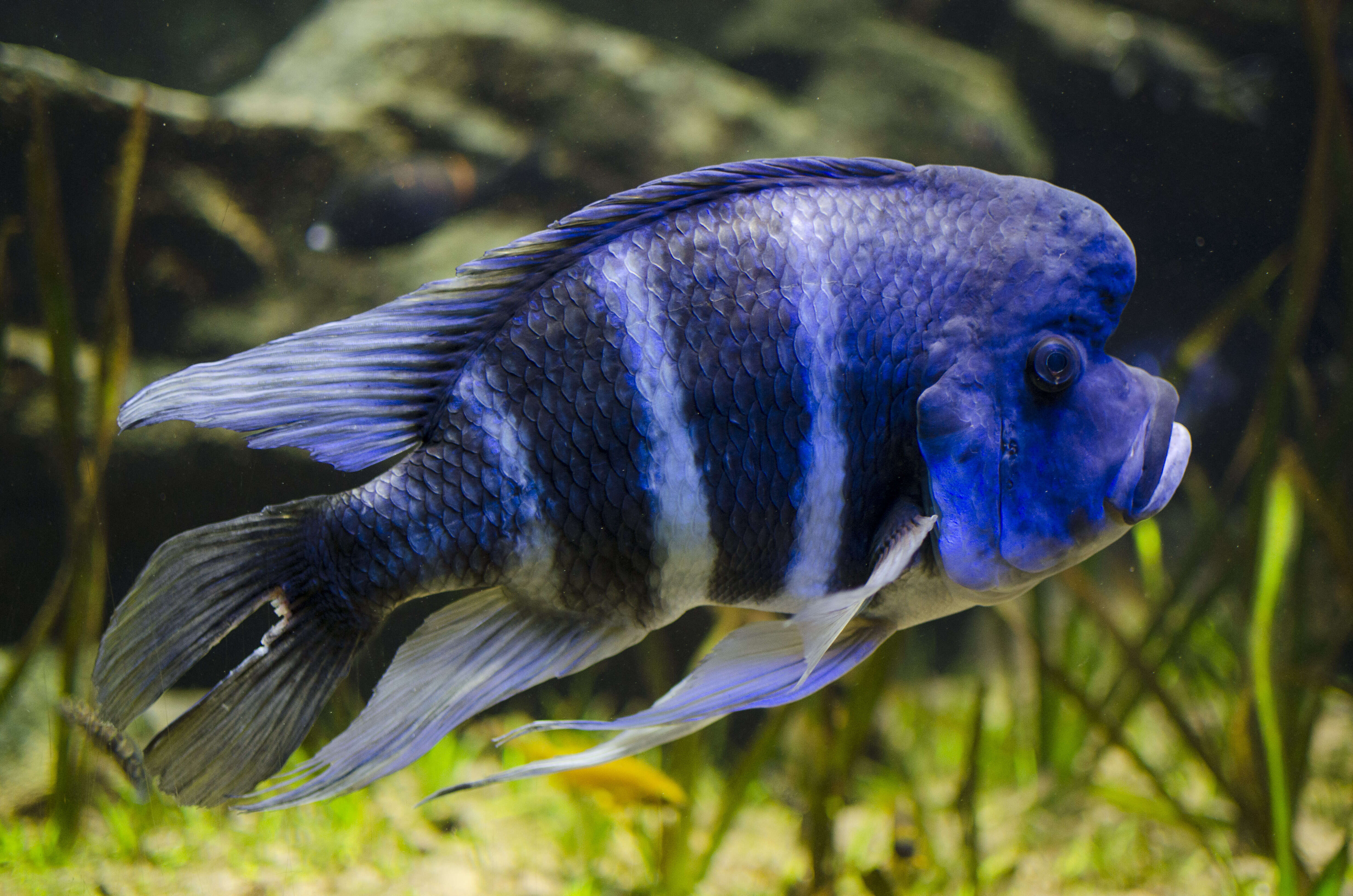 Cyphotilapia resmi