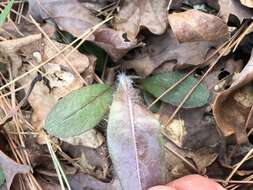 Image of Maryland hawkweed