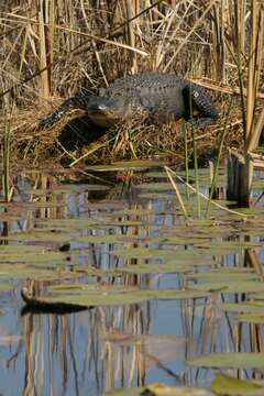 Image of alligators