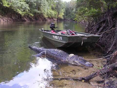 Image of alligators