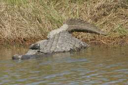 Image of alligators