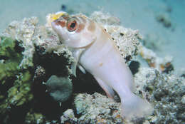 Image of Banded Reed Cod