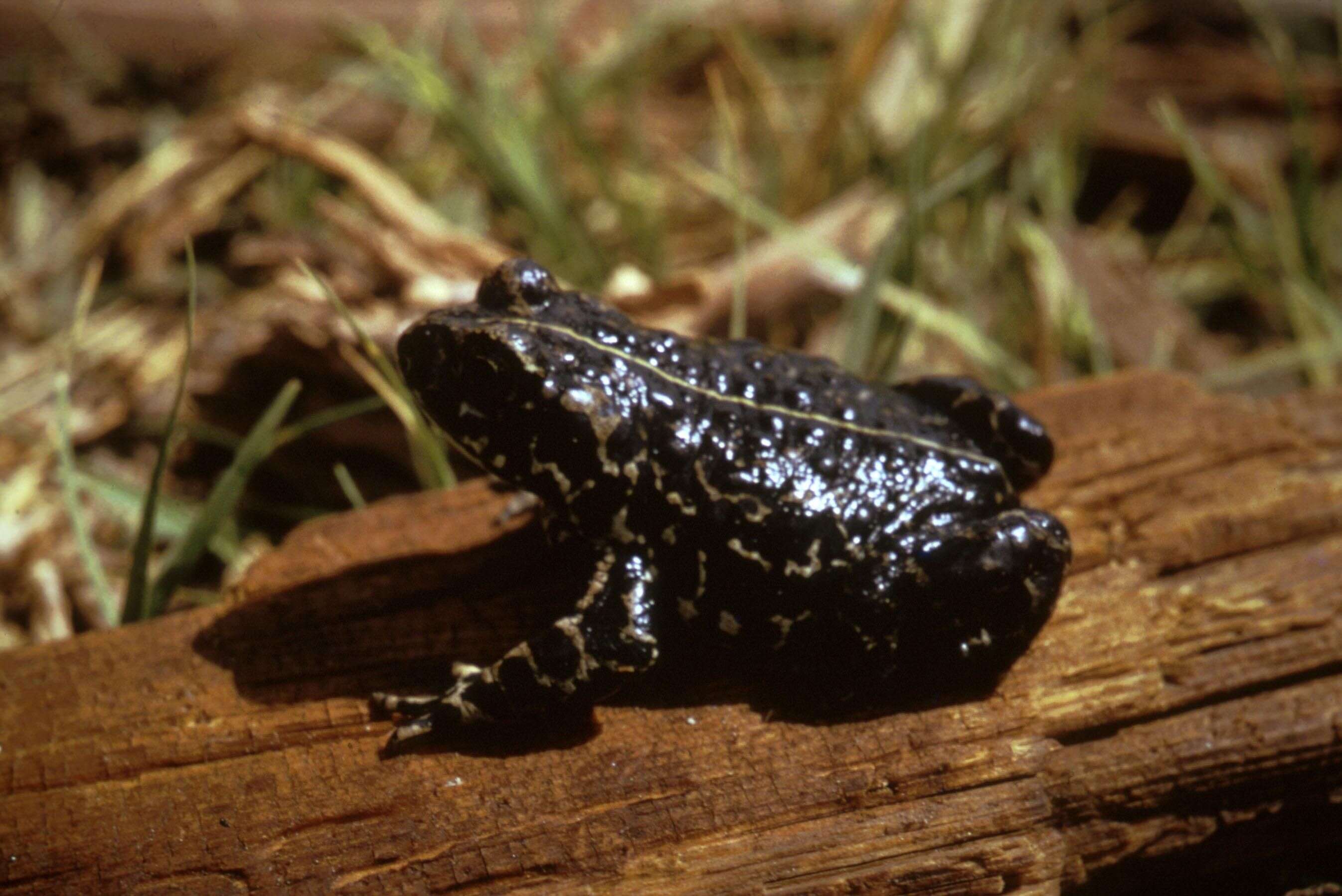 Image of Black Toad