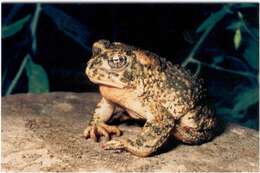 Image of Arroyo toad