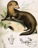 Image de Herpestes brachyurus Gray 1837