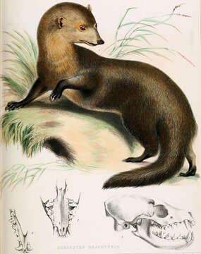 Image of Short-tailed Mongoose