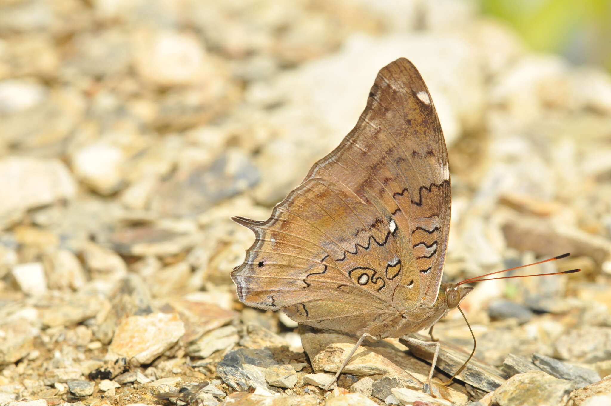 Image of Historis acheronta acheronta